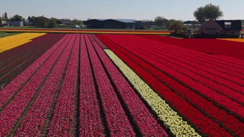 An aerial drone view along parallel rows of a vibrant patchwork field Stock-Footage 336398332