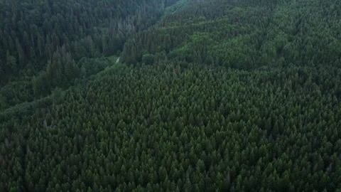 Aerial drone view of amazing green coniferous forest at summer evening time Stock Footage 339631991