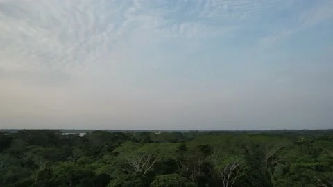 Aerial drone view of the Amazon River and forest and activity Stock Footage 208887572