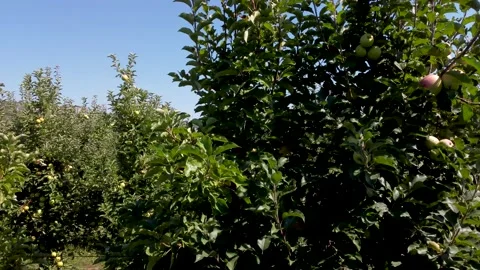Aerial drone view of Apples trees in orchard. Ripe green apples on a branch Stock Footage 161158695