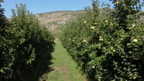 Aerial drone view of Apples trees in orchard. Ripe green apples on a branch Stock Footage 161158703