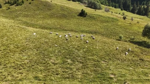 Aerial Drone View Approaching Cows Grazing on Green Alpine Hillside 库存影片 342320243