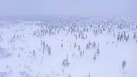Aerial drone view approaching a group of husky dog sledding in snowy Stock Footage
