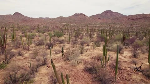Aerial Drone View of Arid Desert Landscape in Baja California Sur, Mexico Stock Footage 340429221