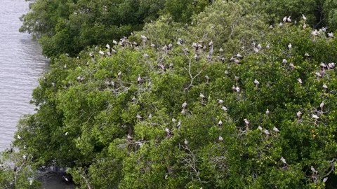 Aerial drone view of asian openbill stork colony in mangrove trees Stock-Footage 337536065