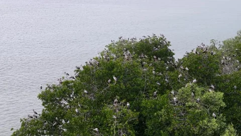 Aerial drone view of Asian openbill storks roosting in trees 库存影片 337548208