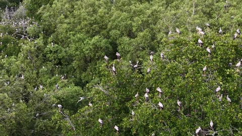 Aerial drone view of asian openbill stork colony in mangrove trees Vidéo 337721189