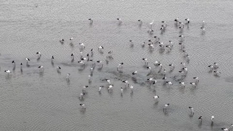 Aerial Drone View Asian Openbill Stork Flock Feeding Stock-Footage 346257189