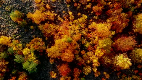 Aerial Drone View of Autumn Forest. Footage Video Stock Footage