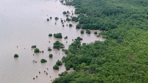 Aerial Drone View of Ayer Baloi Mangrove Forest Coastline 库存影片 337543407