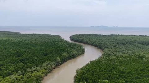 Aerial Drone View of Ayer Baloi Mangrove River Estuary Stock Footage 337730838