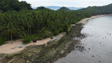 Aerial drone view of Ayuki Island Mindanao Philippines with tropical coastli Stock Footage 336320053