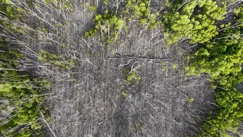 Aerial drone view of bare mangrove trees Stock Footage 333051765