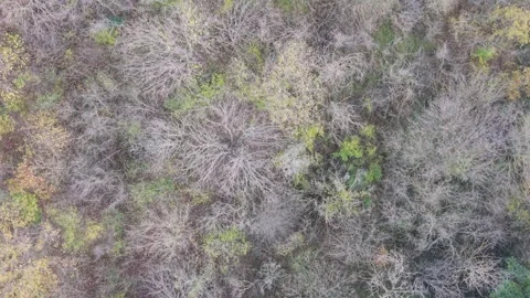 Aerial drone view of bare winter trees forming textured natural patterns Video stock 322901996