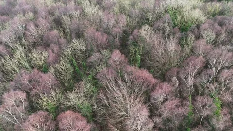 Aerial Drone View of Bare Winter Forest Treetops in 4K Stock Footage 332572096