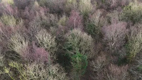 Aerial Drone View of Bare Winter Forest Treetops in 4K Stock Footage 332572131
