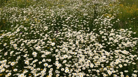 Aerial drone view of beautiful chamomile fields Stock Footage 244940536