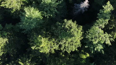 Aerial drone view of beautiful mixed green forest at calm summer day Stock Footage 277864378