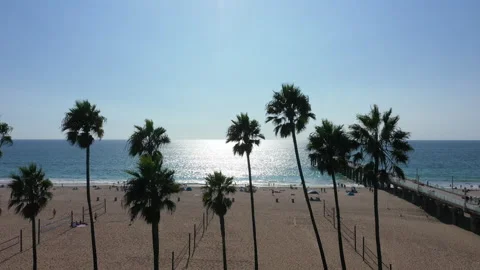 Aerial drone view between the palm trees of Manhattan Beach Stock Footage 317968611