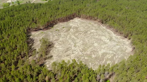 Aerial drone view of big empty hollow inside coniferous pine forest due to Stock Footage 115981803