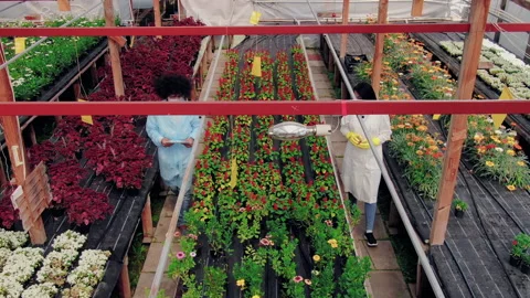 Aerial drone view. Biologists Exploring and Examine Plants. Young People in Stock Footage 148680722