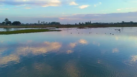 Aerial drone view of birds floating in unison across calm waters. Stock Footage 310936578