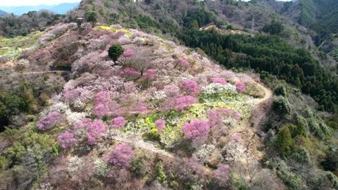 Aerial Drone View of Blooming Plum Grove at Nanaore Tobe Ehime Japan Vídeo Stock 345031470