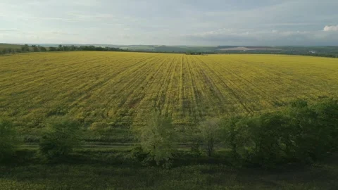 Aerial Drone View of Blooming Rapeseed Field at Golden Hour Vídeo Stock 341767537
