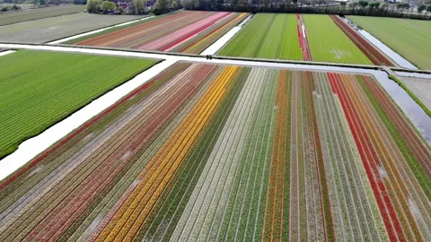 Aerial drone view of blooming tulip fields in the Netherlands Stock Footage 316850596