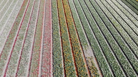 Aerial drone view of blooming tulip fields in the Netherlands Stock Footage 316850853
