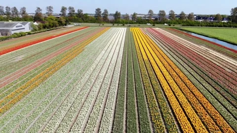 Aerial drone view of blooming tulip fields in the Netherlands Stock Footage 316850862