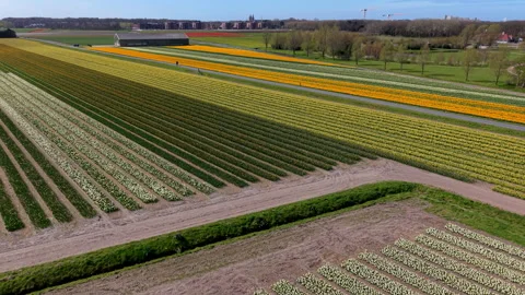 Aerial drone view of blooming white and yellow flower fields in the Netherlands Video stock 334081103
