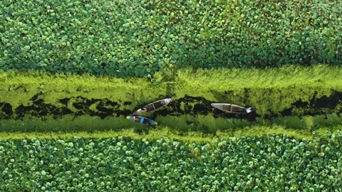 Aerial drone view of boatmen working near lotus fields. Stock Footage 310786479