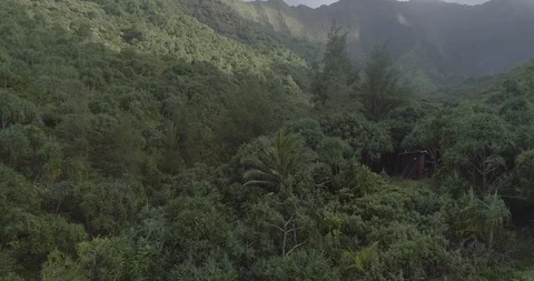 Aerial drone view of broad forests across the mountains, hanalei kauai, hawaii Stock Footage 135282061