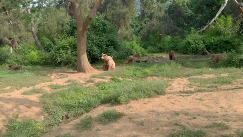 Aerial drone view of brown bears - Habitat Conservation and Protected Wildlife Stock Footage 339733062