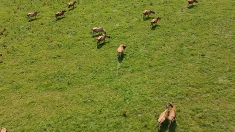 Aerial drone View of Brown Cows Grazing on Green Agricultural Pasture Field Stock Footage 337787931