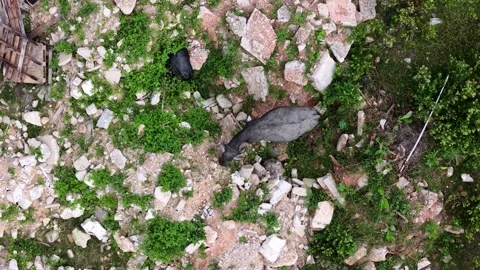 Aerial drone view of buffaleos grazing beside rubbish and rubble 库存影片 337548386