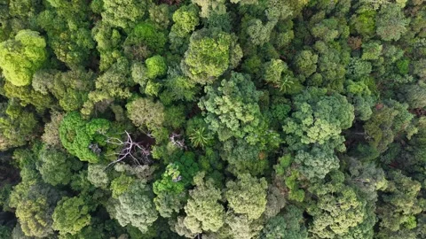 Aerial drone view of Bukit Panchor forest canopy 库存影片 337538576