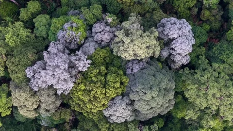 Aerial drone view of bukit panchor green forest canopy 库存影片 337544459