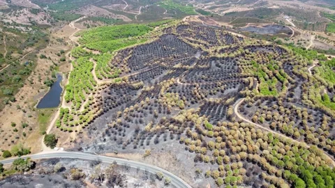 Aerial drone view of burned forest next to the road. Forest fire Stock Footage 172261699
