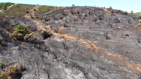 Aerial drone view of burned forest next to the road. Forest fire Stock Footage 173029465