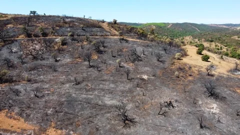 Aerial drone view of burned forest. Dark land and black trees caused by fire Stock Footage 176791301