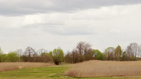 Aerial drone view of burned ground after big fire in Polish National Park Vídeo Stock 202049620