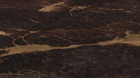 Aerial drone view of burned ground after big fire in Polish National Park Stock Footage 202070629