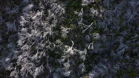 Aerial drone view of burned trees in forest on the cliffs. Stock Footage 176799423