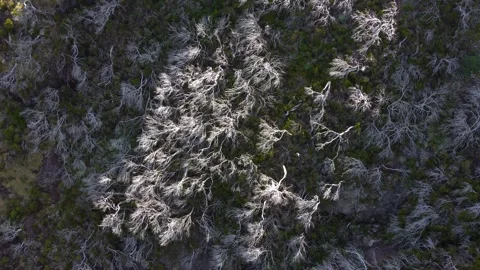 Aerial drone view of burned trees in forest on the cliffs. White trees Stock Footage 273365817