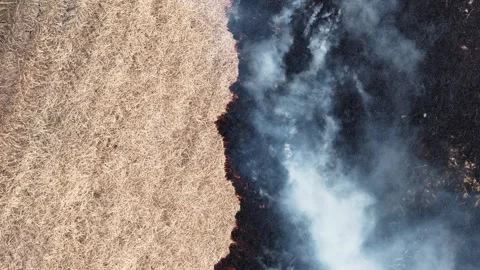 Aerial drone view of burning straw paddy field smoke and emissions Vidéo 332588481