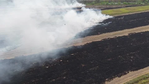 Aerial drone view of burning straw paddy fields producing smoke Stock-Footage 333032394