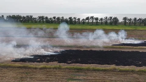 Aerial drone view of burning straw paddy fields smoke Video stock 337545174