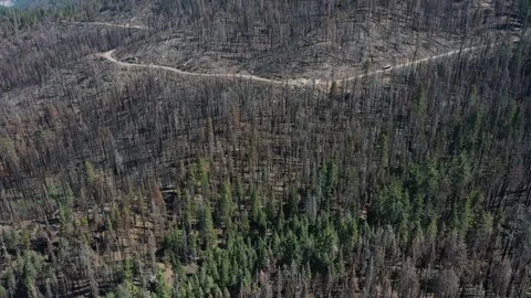 Aerial Drone View of Burnt Conifer Forest and Mountain Road in Yosemite Stock Footage 319078534